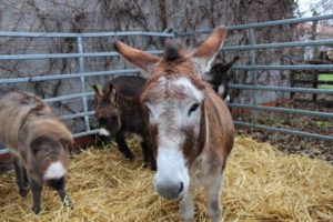 kuk-2016_img_6259_web